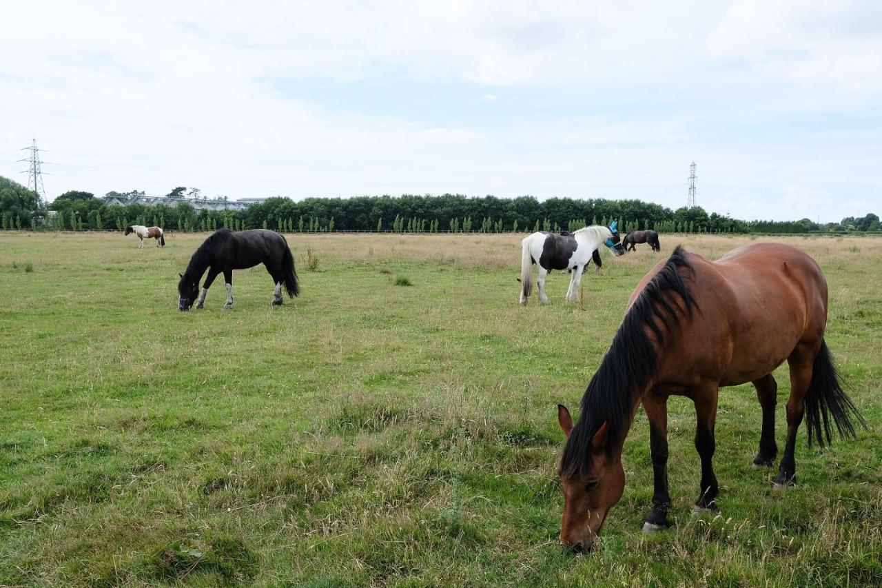 Willowbrook Riding Centre Chichester Exteriör bild